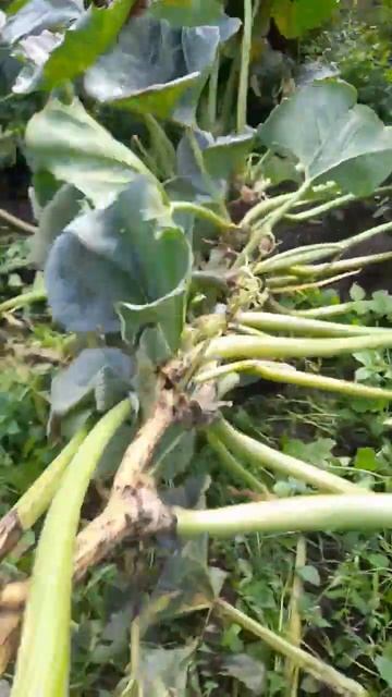 уничтожаю плети гигантской тыквы смотреть онлайн