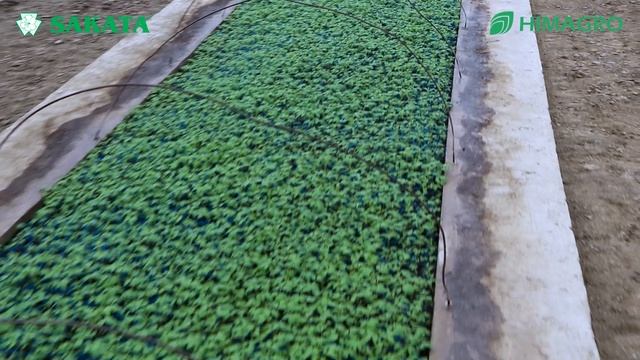 Тажрибали кўчатчи етиштираётган Pink Paradise F1 кўчатлари (Tomato Pink Paradise F1-Sakata) смотреть онлайн