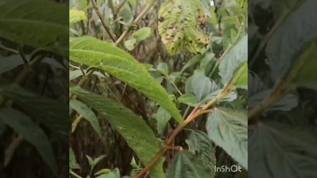 JUTE | SALUYOT | TAGABANG | TUGABANG |ROSALIE GALLARDO смотреть онлайн