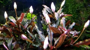 Аквариум Буцефаландра Кедаганг Классик цветет!Bucephalandra Kedagang Classic!Шок!Много цветов свече