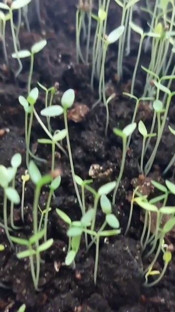 #дача #рассада #огород #рассадасельдерея #сельдерей #огородник #деревня #огороднаокне смотреть онлайн