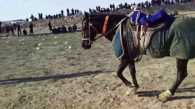 тилсиз акилли жонивор кашкадарё ори #чинор смотреть онлайн