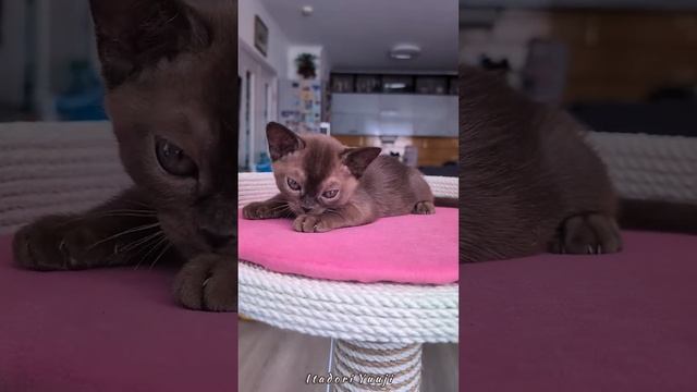Соболиный бурманский котёнок Itadori Yuuji Freya Way. Помёт «I7»