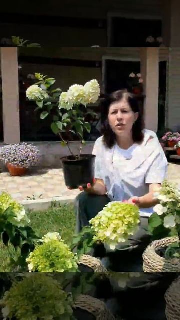 Продажа метельчатых гортензий. смотреть онлайн