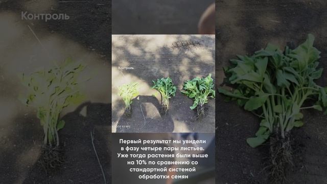 Подсолнечник на биологических препаратах