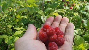 Ягодка малинка.