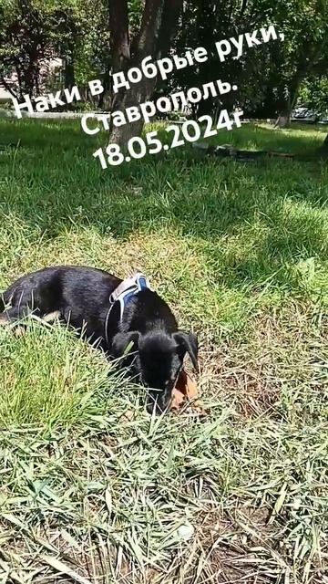 Наки #возьминепокупай #возьмидругаизприюта #собака #ставрополь #жизньпрекрасна #длядуши #добрыеруки
