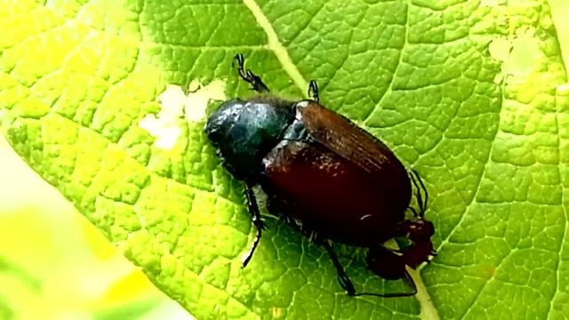 Июньские жуки смотреть онлайн