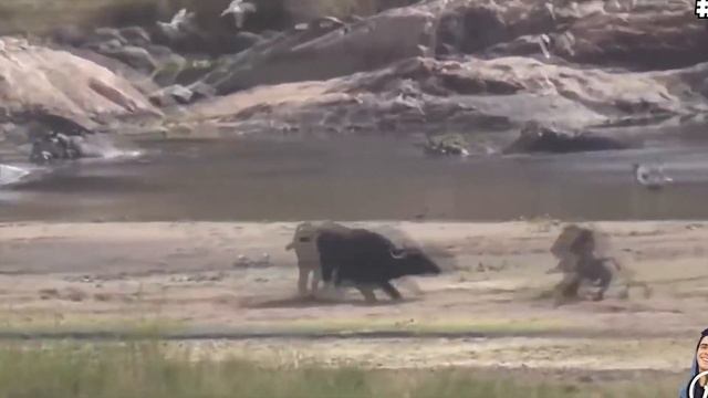 10 strongest animals all tigers never want to meet. смотреть онлайн