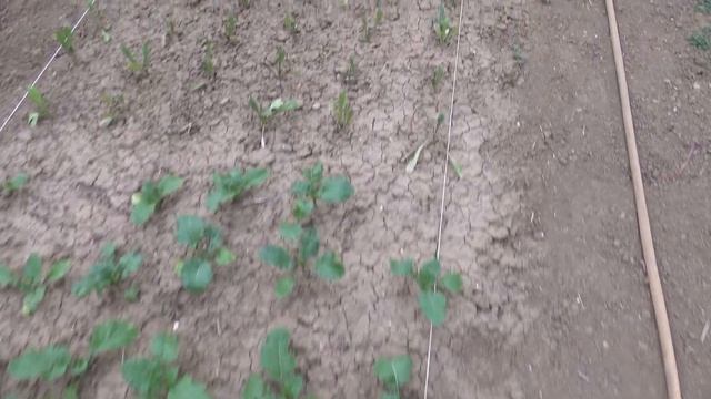 L'ORTO VERSO OTTOBRE (O.S. 88) смотреть онлайн