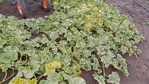 Дыни на участке когда срывать ?