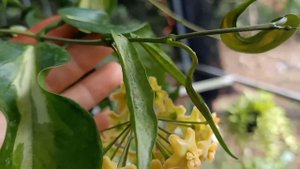 hoya kenejiana variegated