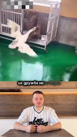 Необычная дружба