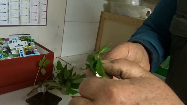 le 07/04/2022 : Comment je greffe la tomate ? смотреть онлайн