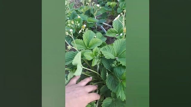 Земклуника Изабелла.