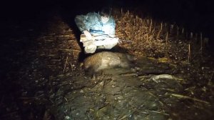 Подсвинок с подхода