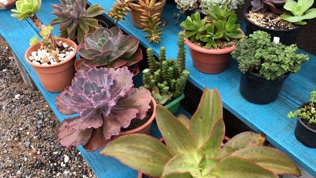 SUCULENTAS COLORIDAS DE TONALIDADES INCRÍVEIS DE FÁCIL CULTIVO QUE IRÃO SURPREENDER DE TANTA BELEZA смотреть онлайн