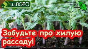 ДОКАЗАТЕЛЬНАЯ АГРОНОМИЯ: что положить в грунт, чтобы рассада не вытягивалась. Рассада без подсветки