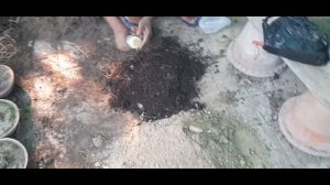 Areca Palm not growing Watch this video(Hindi) | Areca Repotting