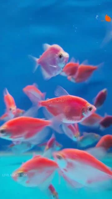 Pink widow tetra смотреть онлайн