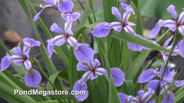 Blue Flag Iris from Pond Megastore смотреть онлайн