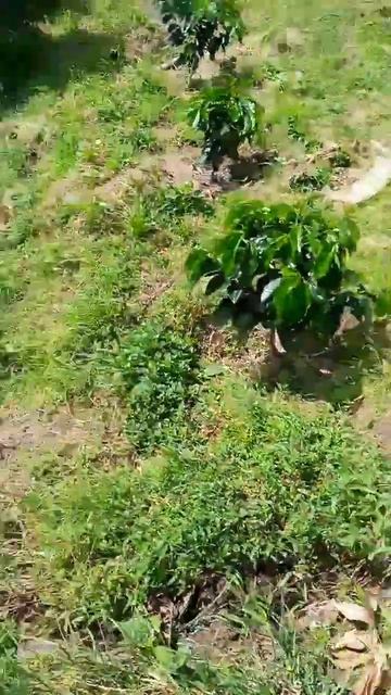 cómo sembrar lulo #cultivar lulo aprende #naranjilla#lulo смотреть онлайн