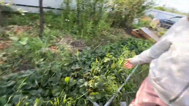 Вика в саду! Кукуруза, клубника, помидоры и папа в трусах 😂 смотреть онлайн