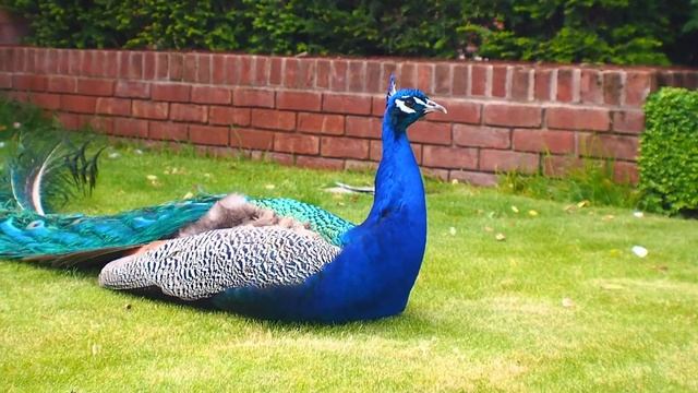 David Austin Rose смотреть онлайн