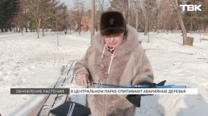 Новые растения появятся в Центральном парке Красноярска