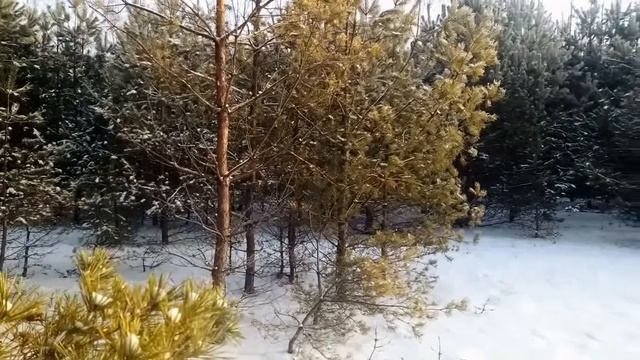 Пение птиц в зимнем лесу.