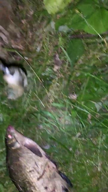 Лещ на бойлы. Рыбалка на Карпа летом. 01.06.2023.река Майн смотреть онлайн