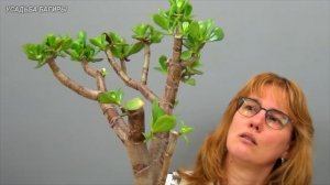 Формирование взрослой крассулы (ч.5).