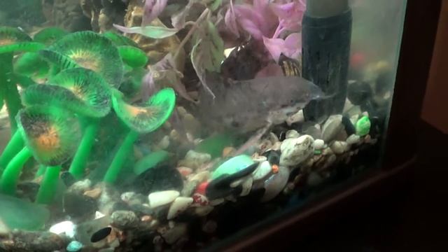 Домашние.АКВА.часть №1 17 июля 2015 год смотреть онлайн