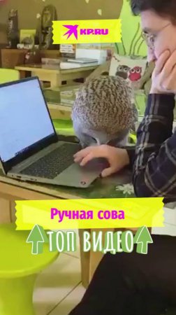 Ручная сова