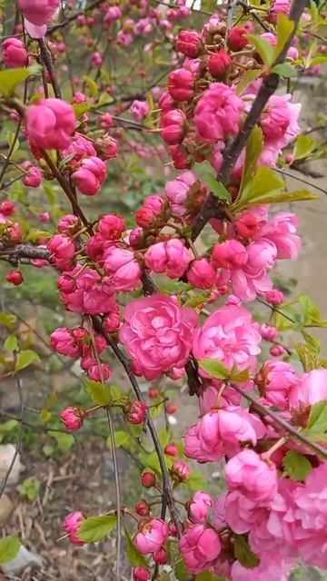 Во Владике цветёт сакура. 20.05.2022г. смотреть онлайн