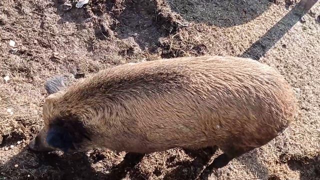 бегает по полю весело кабанчик 🤣😂🤣 смотреть онлайн