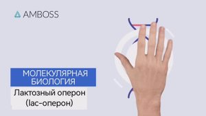 Экспрессия генов у прокариот, лак-оперон