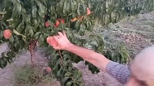 Підходе санкрест