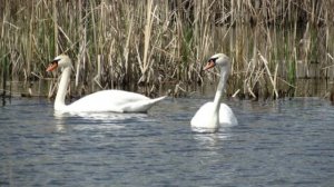 Башкирский Ансамбль/Башкирская песня/Аккош