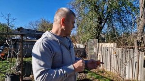 Хурма сорт "Дар Софиевки".