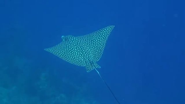 Eagle Ray Video Bonaire