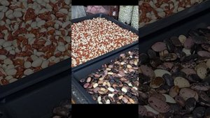 Хранение фасоли. Заморозка и сушка
