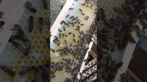 башкирский липовый мёд.