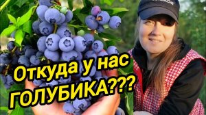 КАК ПРАВИЛЬНО ПОСАДИТЬ ГОЛУБИКУ | Как ухаживать за виноградом | Как посадить ежевику осенью