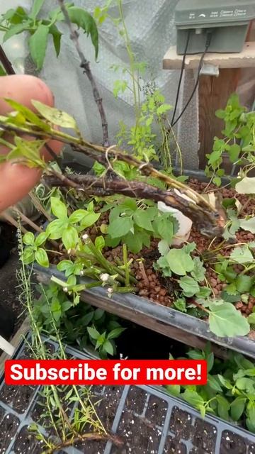 Hyssop Propagating DIY смотреть онлайн