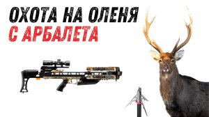 Охота на оленя с арбалета.