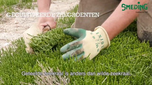 Teler zeegroenten en zeewieren - Hans Elenbaas смотреть онлайн