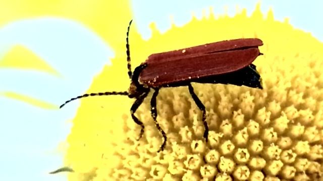 Краснокрыл алый собирает нектар смотреть онлайн