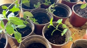 ЧЕРЕНКИ🌱ГОРТЕНЗИИ УКОРЕНИЛИСЬ!ЧТО ДЕЛАТЬ ДАЛЬШЕ.ПЕРЕСАДКА ЧЕРЕНКОВ. ИЛДИЗ ОТГАН ГОРТЕНЗИЯНИ КУЧИРИШ
