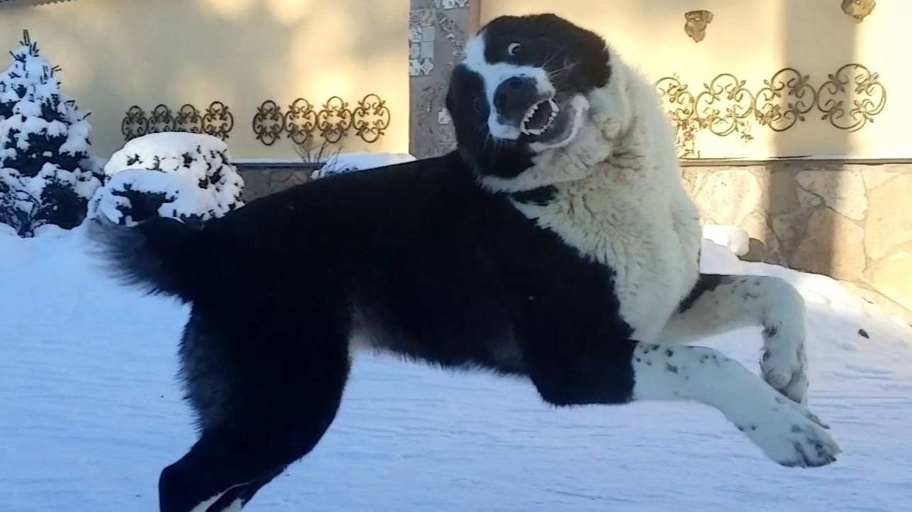 Баба ЯГА, знакомьтесь! смотреть онлайн